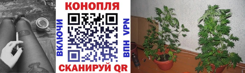 Конопля OG Kush  Купить  Очёр 